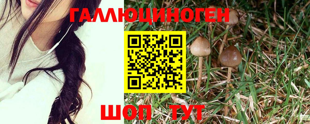 Галлюциногенные грибы Psilocybe Алушта